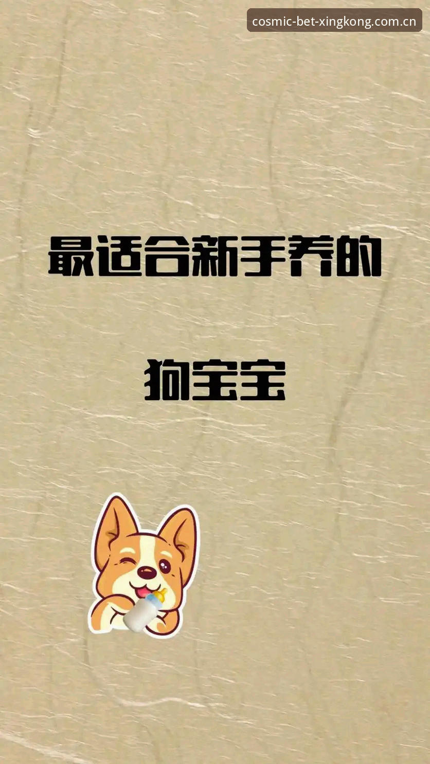 星空体育平台新手上手指南：从注册到下载的完整使用攻略